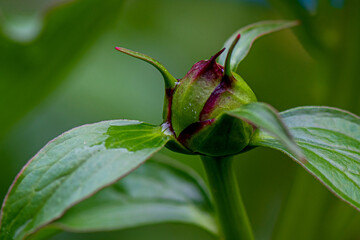 Macro image of a peony bud is about to bloom