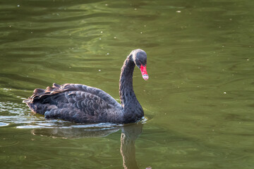 Fototapeta premium A graceful black swan with a red beak is swimming on a lake with dark green water. Cygnus atratus