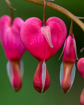 Closeup image of pink bleeding heart flowers	