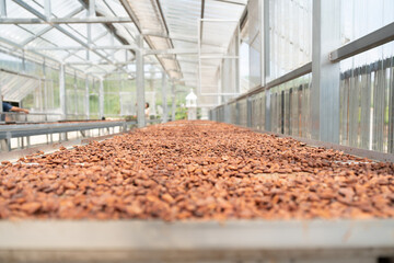 Cocoa beans are dried on the table in the shed. Cocoa bean processing.