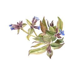 watercolor drawing plant of lungwort with leaves and flowers isolated at white background, Pulmonaria, natural element, hand drawn botanical illustration