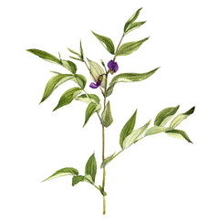 watercolor drawing plant of spring vetchling with leaves and flowers isolated at white background, natural element, hand drawn botanical illustration