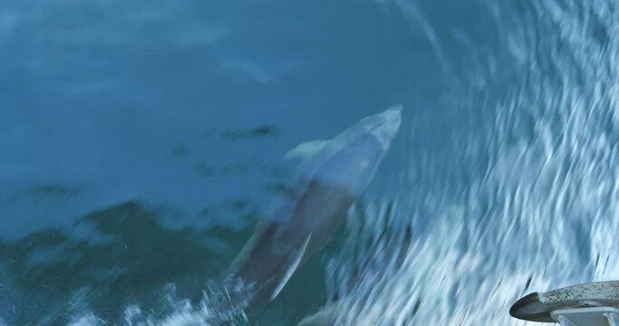 Dolphin playing Milford Sound, Fiordland National Park, travel on New Zealand 