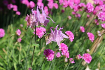 Pale purple columbine and sea-pink flowers bloom in early summer