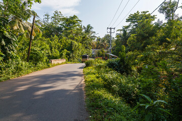 Road through the forests in Sri Lanka