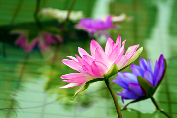 Obraz na płótnie Canvas plastic colorful decoration lotus in pond in Shilin Official Residence,Taipei,Taiwan