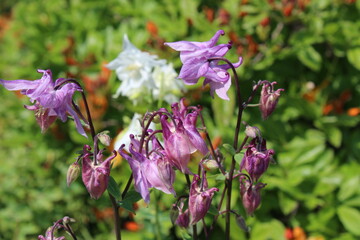 Pale purple columbine flowers in bloom