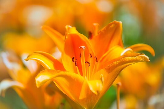 色とりどりのユリの花のクローズアップphoto