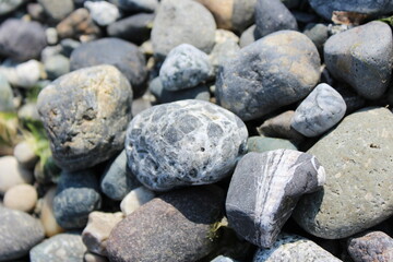 Variety of beach stones in the Pacific Northwest