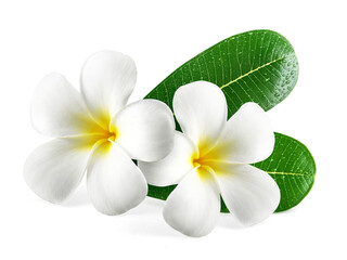 Obraz na płótnie Canvas Frangipani flowers with leaves isolated on white