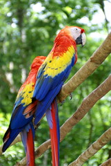 Fototapeta na wymiar Scarlet macaws (Ramphastos sulfuratus) perched on a fence at the Mayan ruins in Copan, Honduras