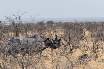 A black Rhinoceros - Diceros bicornis- eating scrubs on the plains of Etosha national park, Namibia, during sunset.