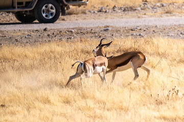 Telephoto shot of two Impalas - Aepyceros melampus- engaging in a head-to-head fight.