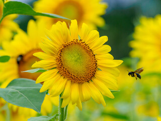 夏が来たと思わせてくれるヒマワリ