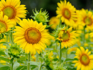 夏が来たと思わせてくれるヒマワリ