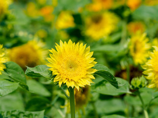 夏が来たと思わせてくれるヒマワリ