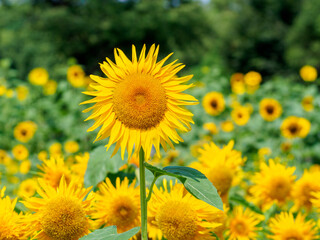 夏が来たと思わせてくれるヒマワリ