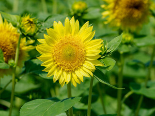夏が来たと思わせてくれるヒマワリ