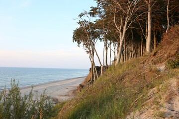 Może Bałtyckie Plaża Wakacje Drzewa Wydmy Poddąbie