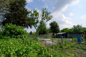 Allotment garden along the  Paris fortifications in &Icirc;le-de-France Region