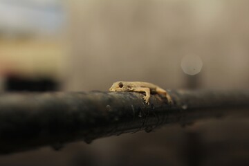 The common house gecko (Hemidactylus frenatus) is a gecko native to South and Southeast Asia. It is also known as the Asian house gecko, Pacific house gecko