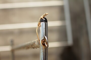 The common house gecko (Hemidactylus frenatus) is a gecko native to South and Southeast Asia. It is also known as the Asian house gecko, Pacific house gecko