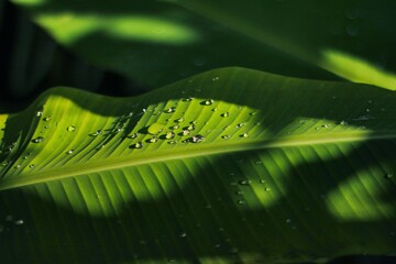 Water dew on banana leaves