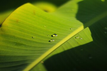 Water dew on banana leaves