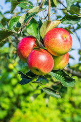 Fresh apples grow in the orchard