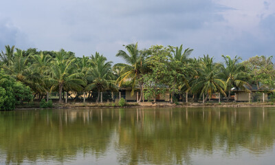 Fototapeta na wymiar Palmeras en Sri Lanka