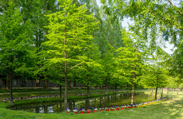 작은 호수에 반사된 녹색 메타세쿼이아 나무
