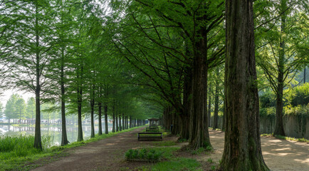 5월의 신록이 아름다운 담양 메타세쿼이아 길