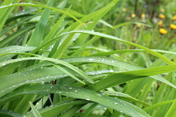 Green grass after rain in water droplets.