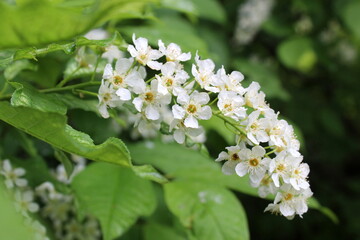 Background from a white branch of a beautiful bird cherry.