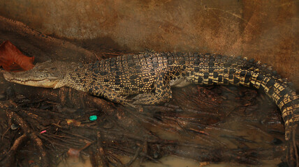 close up of a crocodile