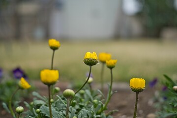 庭の花