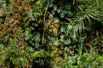 Gotas de minicascada