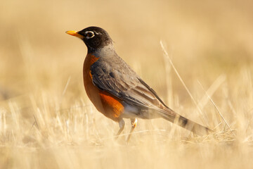 American robin is standing in yellow lawn grass in spring.