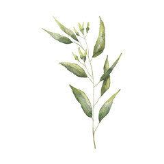Watercolor Eucaliptus branch drawing. Hand drawn illustration with eucalyptus leaves isolated on white background. Floral herbal image of green plant. © Elena