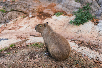Capybara Sitting wide angle