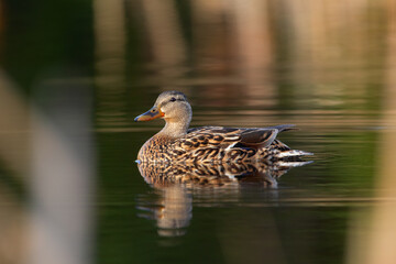Female duck is swimming in the lake lonely between reeds in spring.