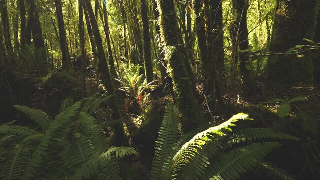 Punga fern trees in primeval lush temperate forest of New Zealand, Fiordland
