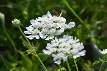 White lace flower (Orlaya grandiflora ) flowers.
Apiaceae evergreen perennial plant. Numerous white flowers appear on the umbel from April to July.