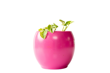 Epipremnum Aureum Manjula variegated vine in a ceramic pot