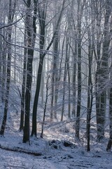 Snowy forest with soft sunlight, snow on the branches of old beech trees. Beautiful walk through winter nature.