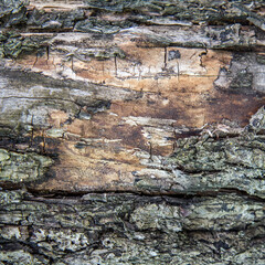 The texture of old rotten wood with tree bark. Old cracked wood.