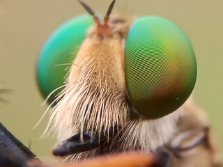 close up of a fly
