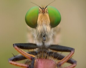 macro of a fly