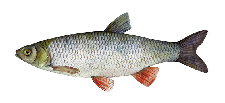 Watercolor Common chub or European chub (Squalius cephalus). Hand drawn fish illustration isolated on white background.