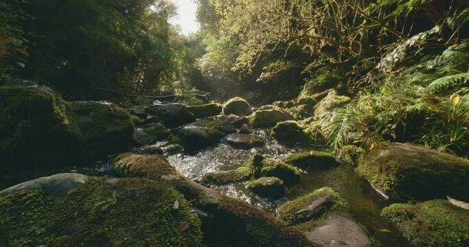 Discover New Zealand stream in temperate forests outdoor wilderness 